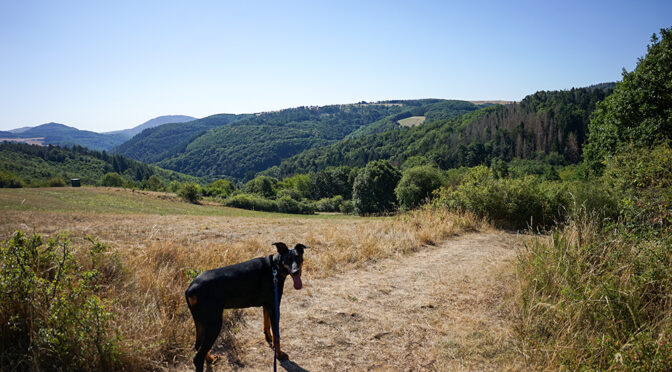 Traumpfad Heidehimmel Volkesfeld
