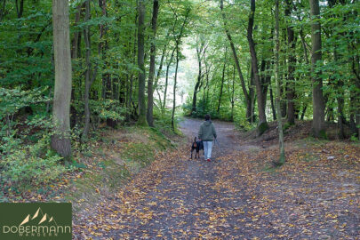 Zwischen Straußenfarm und Landskrone