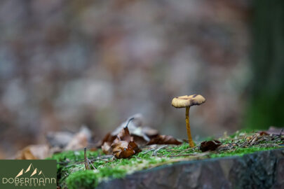 Mühlenberg 09.11.2024