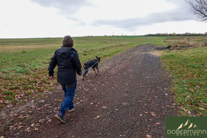 Bengener Heide – mit Odin