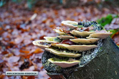 Runde in der Grafschaft