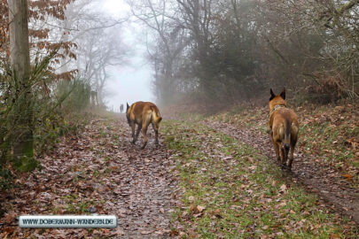 Traumpfad Wanderather – Januar 2026