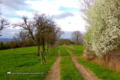 Grafschafter Felder – März 2026