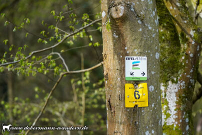 Ahrbrück – Rundweg 6 [2026]