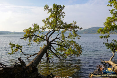 Runde um den Laacher See